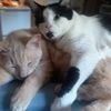 mamakitty01